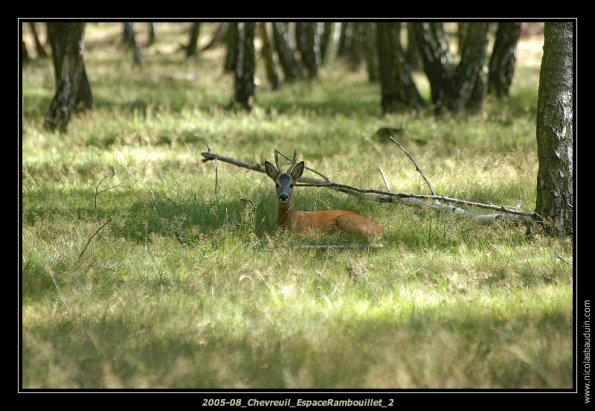 2005-08_Chevreuil_EspaceRambouillet_2