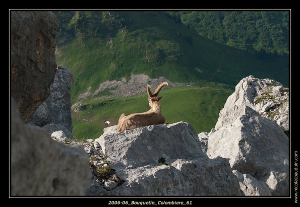 2006-06_Bouquetin_Colombiere_61