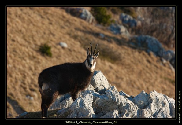 2006-12_Chamois_CharmantSom_04