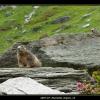 2007-07_Marmotte_Orgere_14