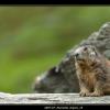 2007-07_Marmotte_Orgere_15