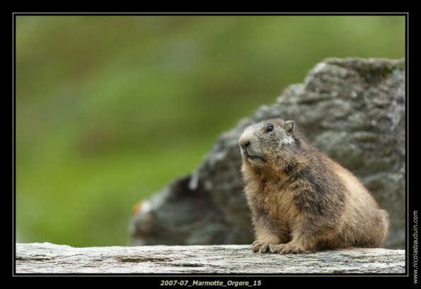 2007-07_Marmotte_Orgere_15