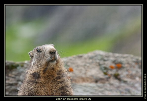 2007-07_Marmotte_Orgere_22