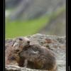 2007-07_Marmotte_Orgere_29