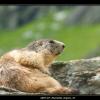 2007-07_Marmotte_Orgere_37