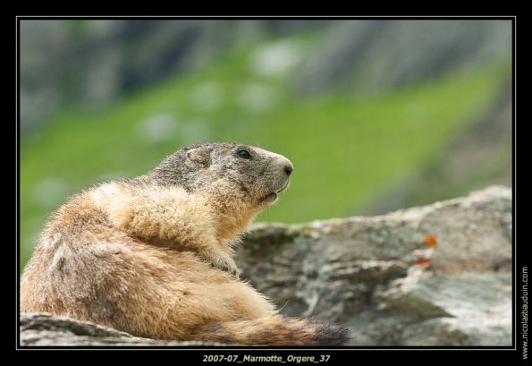 2007-07_Marmotte_Orgere_37