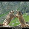 2007-07_Marmotte_Orgere_40