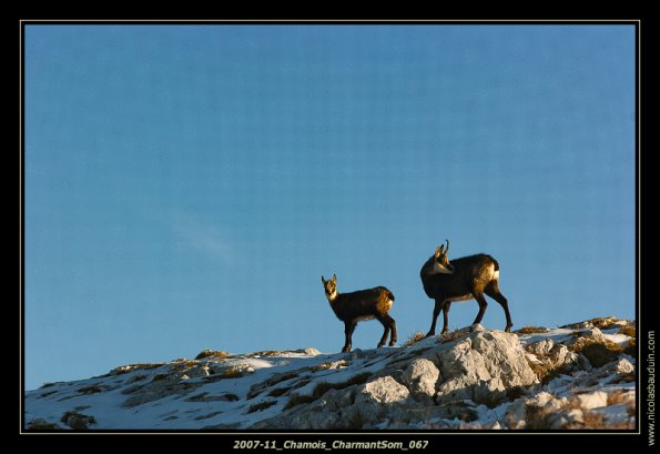 2007-11_Chamois_CharmantSom_067