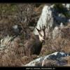2007-12_Chamois_CharmantSom_31