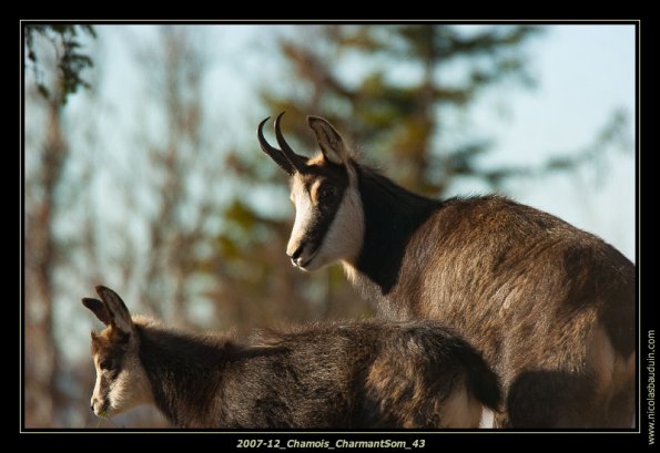 2007-12_Chamois_CharmantSom_43