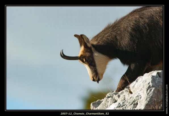 2007-12_Chamois_CharmantSom_52