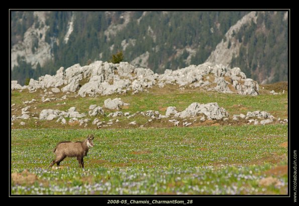 2008-05_Chamois_CharmantSom_28