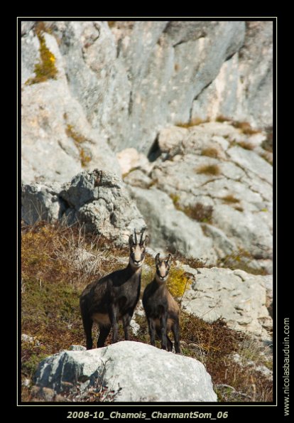 2008-10_Chamois_CharmantSom_06