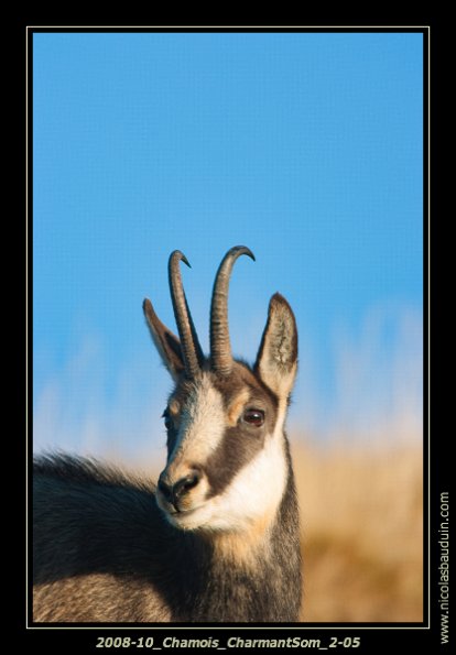 2008-10_Chamois_CharmantSom_2-05