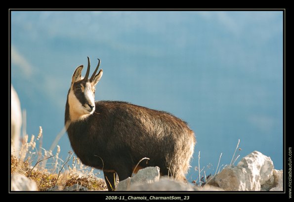 2008-11_Chamois_CharmantSom_23