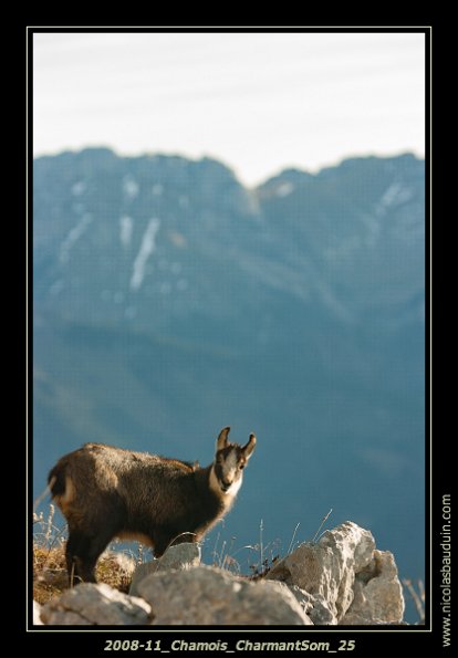 2008-11_Chamois_CharmantSom_25