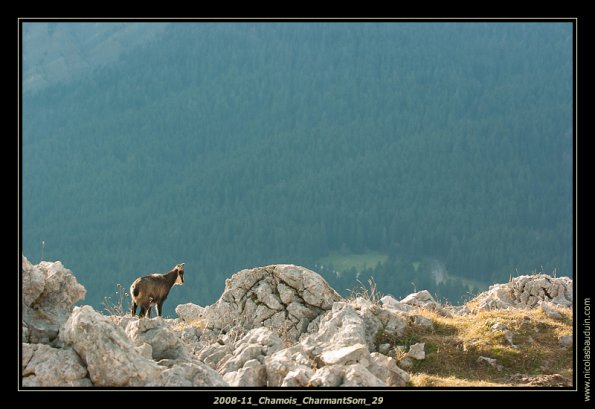 2008-11_Chamois_CharmantSom_29