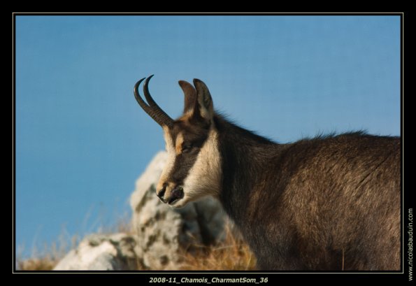 2008-11_Chamois_CharmantSom_36