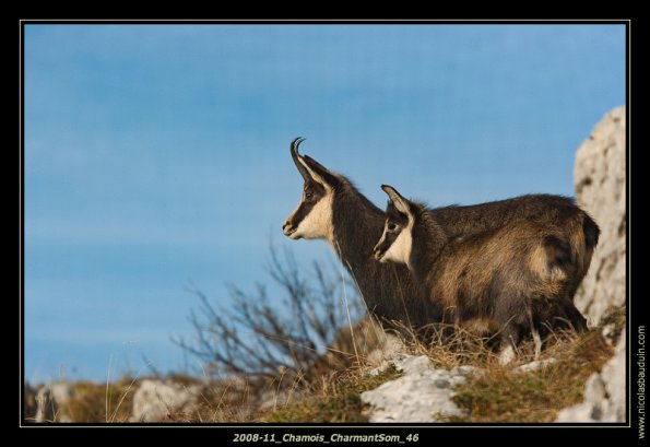 2008-11_Chamois_CharmantSom_46