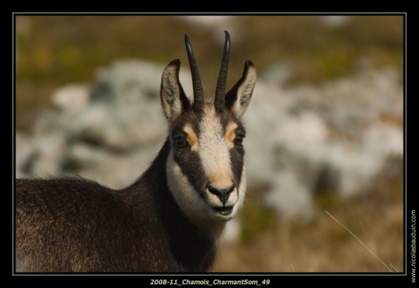 2008-11_Chamois_CharmantSom_49