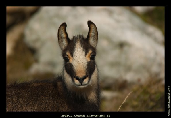 2008-11_Chamois_CharmantSom_51