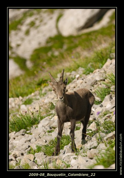 2009-08_Bouquetin_Colombiere_22