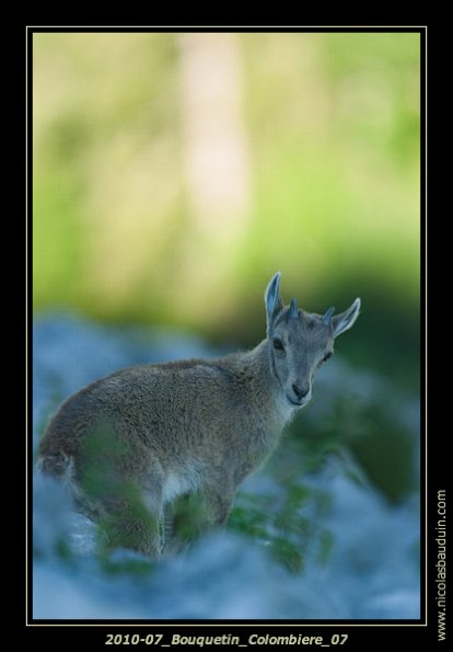 2010-07_Bouquetin_Colombiere_07