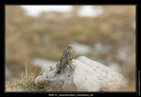 2006-11_AscenteurAlpin_Colombiere_25