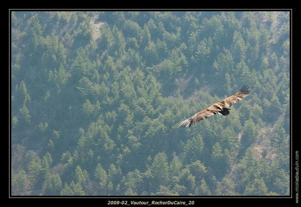 2009-02_Vautour_RocherDuCaire_20