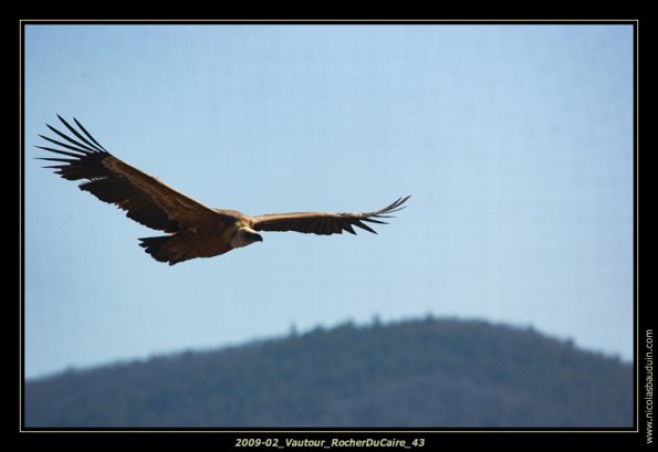 2009-02_Vautour_RocherDuCaire_43