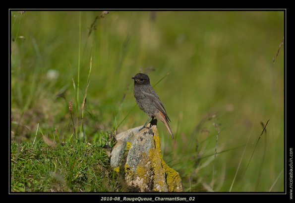 August2010_Bird_LacdePeyre