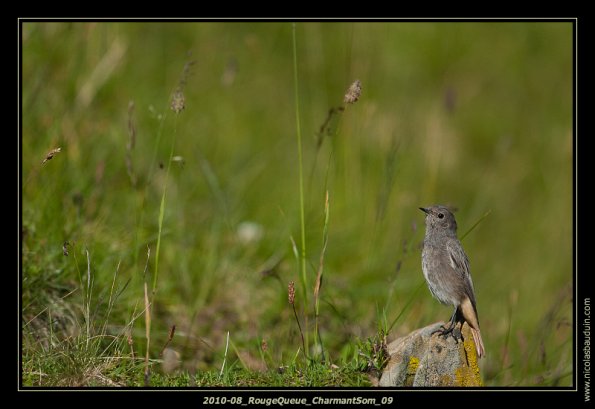 August2010_Bird_LacdePeyre