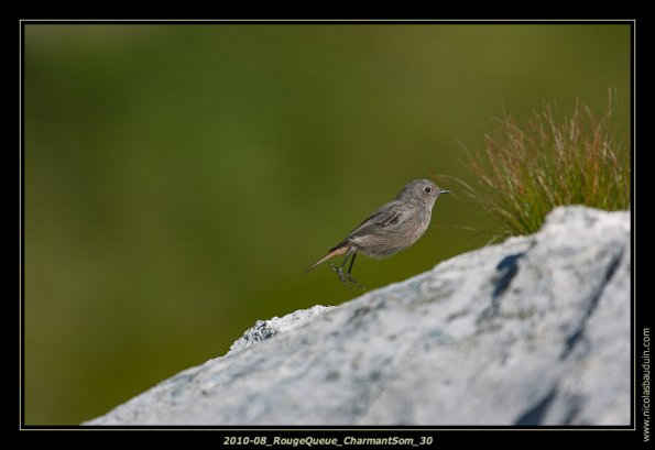 August2010_Bird_LacdePeyre