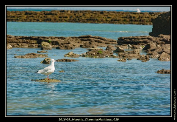2016-09_Mouette_CharentesMaritimes_029