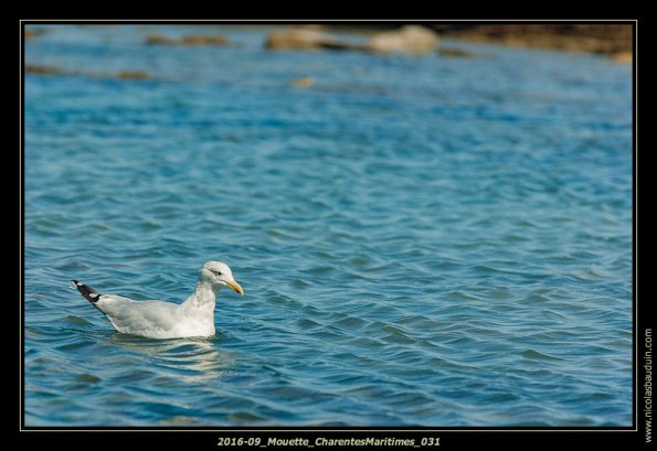 2016-09_Mouette_CharentesMaritimes_031