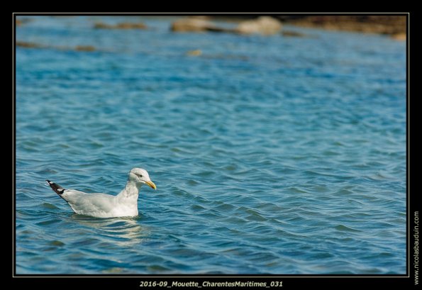 2016-09_Mouette_CharentesMaritimes_031