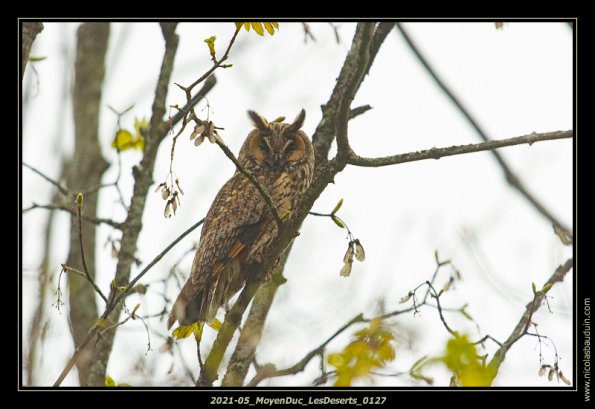 2021-05_MoyenDuc_LesDeserts_0127