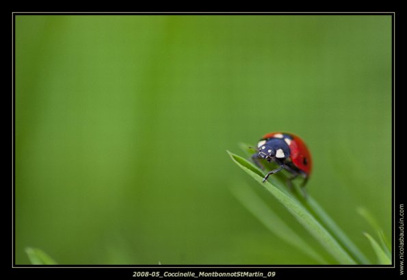 2008-05_Coccinelle_MontbonnotStMartin_09