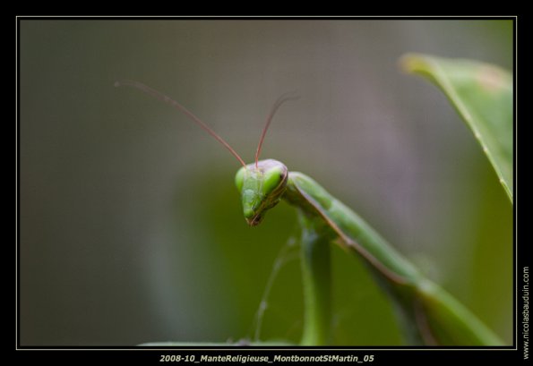 2008-10_ManteReligieuse_MontbonnotStMartin_05