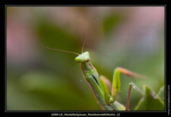 2008-10_ManteReligieuse_MontbonnotStMartin_12