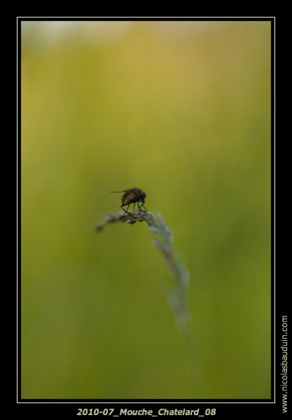 July2010-Macro_Chatelard