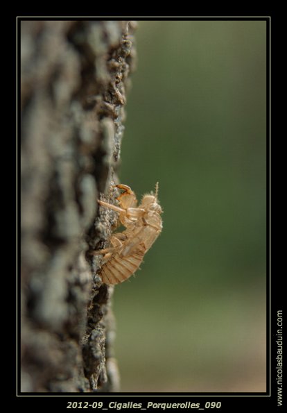 2012-09_Cigalles_Porquerolles_090