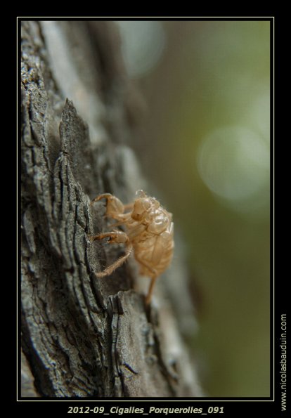 2012-09_Cigalles_Porquerolles_091