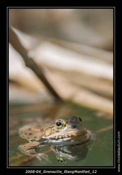 2008-04_Grenouille_EtangMontfort_12