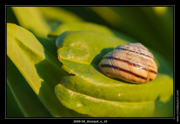 2008-06_Escargot_x_10