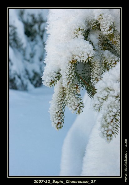 2007-12_Sapin_Chamrousse_37