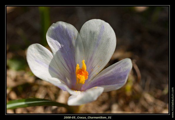 2008-05_Crocus_CharmantSom_51