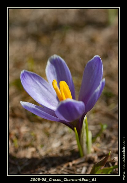 2008-05_Crocus_CharmantSom_61