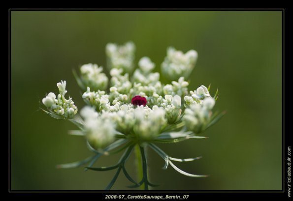 2008-07_CarotteSauvage_Bernin_07