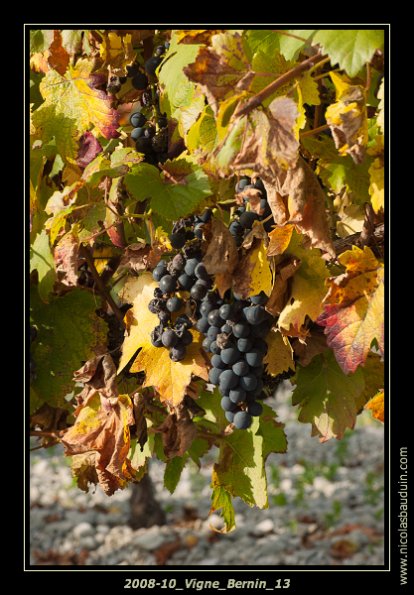 2008-10_Vigne_Bernin_13